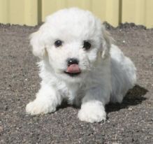 Two adorable Bichon Frise puppies