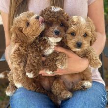 Stunning cavapoo puppies available for adoption. (jb2017503@gmail.com) Image eClassifieds4u 2