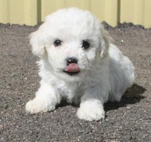 one male and one female Bichon Frise puppies Image eClassifieds4u