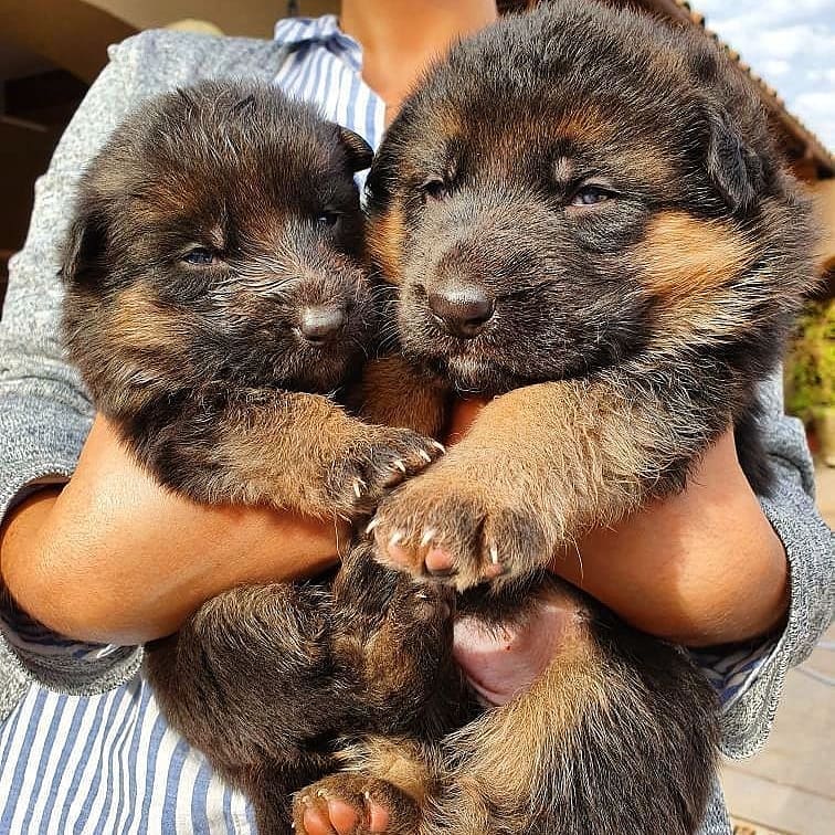 Smart German shepherd Puppies for Adoption( mellisamaria261@gmail.com) Image eClassifieds4u