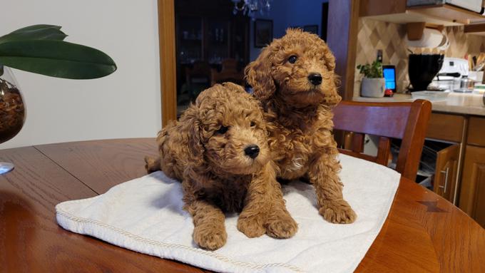 Toy poodle puppy for adoption Image eClassifieds4u