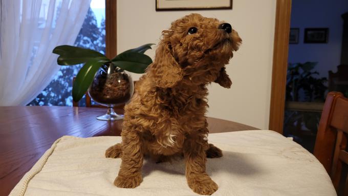 Toy poodle puppy for adoption Image eClassifieds4u
