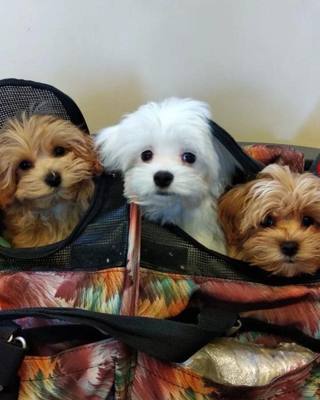 🟥🍁🟥 ADORABLE CANADIAN 💗🍀MALTIPOO🐕🐕PUPPIES 🟥🍁🟥 Image eClassifieds4u