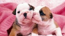 🟥🍁🟥 ADORABLE CANADIAN 💗🍀BOXER🐕🐕PUPPIES 🟥🍁🟥