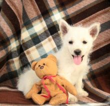 💗🟥🍁🟥 C.K.C MALE AND FEMALE WEST HIGHLAND TERRIER PUPPIES 💗🟥🍁🟥