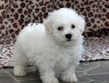 Male And Female Bichon Frise Pups