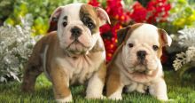 Special English Bull Dog puppies