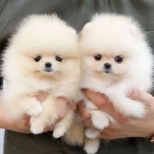 Two pomeranian puppies Needs a New Family