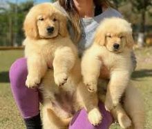 🟥🍁🟥 ADORABLE CANADIAN 💗🍀GOLDEN RETRIVER🐕🐕PUPPIES 🟥🍁🟥