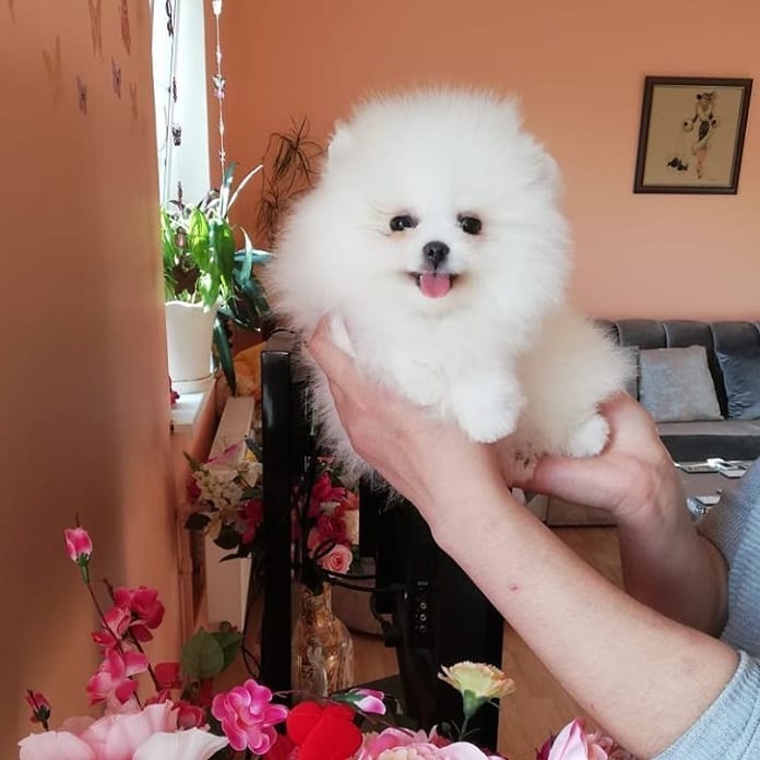 Beautiful Pomeranian puppies available for adoption. (arielmeagan26@gmail.com Image eClassifieds4u