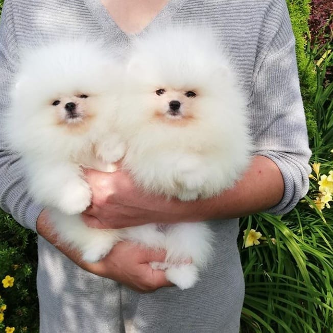 Beautiful Pomeranian puppies available for adoption. (arielmeagan26@gmail.com Image eClassifieds4u