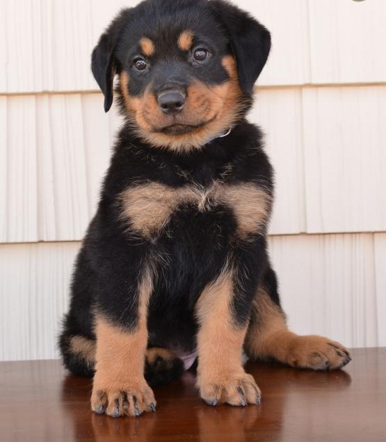 🟥🍁🟥 C.K.C MALE AND FEMALE ROTTWEILER PUPPIES FOR SALE 650$🟥🍁🟥 Image eClassifieds4u