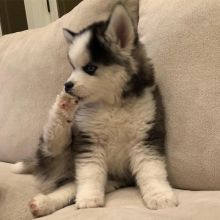 Adorable POMSKY puppies for adoption. (danconimannche@gmail.com) Image eClassifieds4u 1