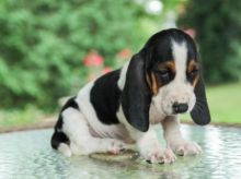 🟥🍁🟥 CKC 💖💕 BASSET HOUND PUPPIES AVAILABLE💗🟥🍁🟥 Image eClassifieds4u 1