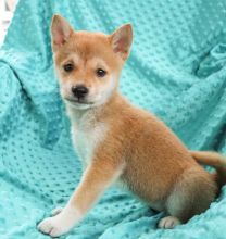 🟥🍁🟥C.K.C MALE AND FEMALE SHIBA INU PUPPIES FOR SALE $650🟥🍁🟥 Image eClassifieds4U