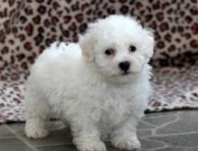 Male And Female Bichon Frise Pups Image eClassifieds4U