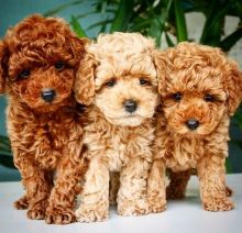 🟥🍁🟥 ADORABLE CANADIAN 💗🍀POODLE🐕🐕PUPPIES 🟥🍁🟥 Image eClassifieds4U