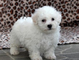 Well socialized Bichon Frise Pup Image eClassifieds4u