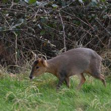 adorable muntjac deer ready now