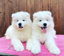 Absolutely beautiful samoyed puppies. (peterbrooks594@gmail.com)