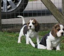 cds Adorable Beagle puppies For Sale