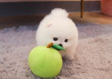 gtdz Gorgeous reg Tea Cup Pomeranian Puppies For Sale