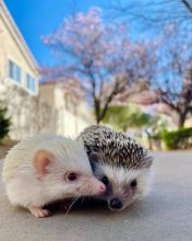 hedgehog male and female available