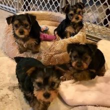 Lovely and adorable Teacup Yorkie puppies for sale