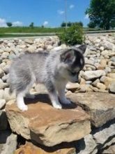 male and a female Pomsky Puppies needs a new home