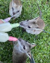 male and female wallaby