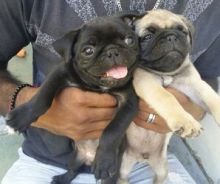 sdbgnh reg Male & Female Pug puppies For Sale