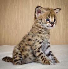 stunning serval kittens Now ready to go to their new forever homes