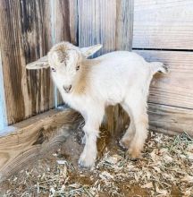 Super cute pygmy goats