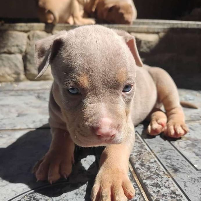 Absolutely beautiful pitbull puppies. (rebeccaswea@gmail.com) Image eClassifieds4u