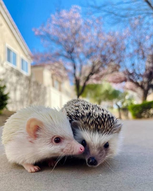 hedgehog male and female available for good looking homes Image eClassifieds4u