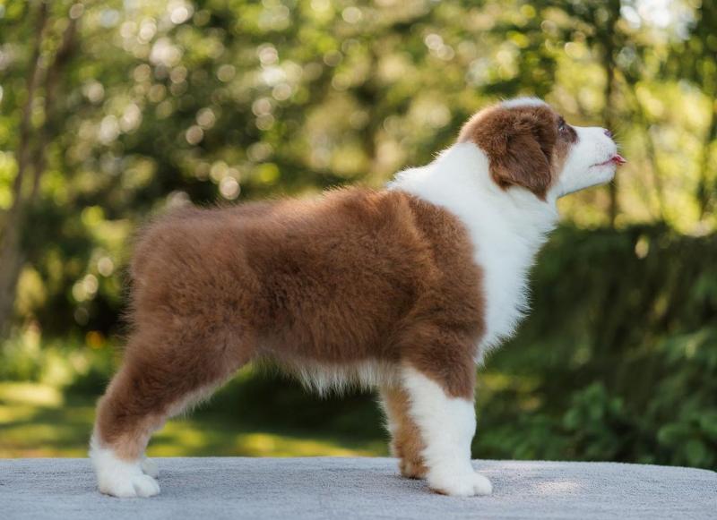 HOME TRAINED AUSTRALIAN SHEPHERD FOR ADOPTION (lesliekind9@gmail.com) Image eClassifieds4u