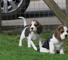 cds Adorable Beagle puppies For Sale Image eClassifieds4U