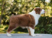 HOME TRAINED AUSTRALIAN SHEPHERD FOR ADOPTION (lesliekind9@gmail.com) Image eClassifieds4u 1