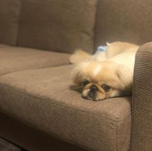 PEKINGESE puppies for adoption (egansella@gmail.com) Image eClassifieds4u 2