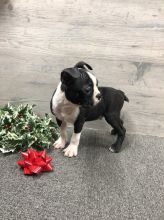Purebred Boston terrier Puppies ready to go Image eClassifieds4U