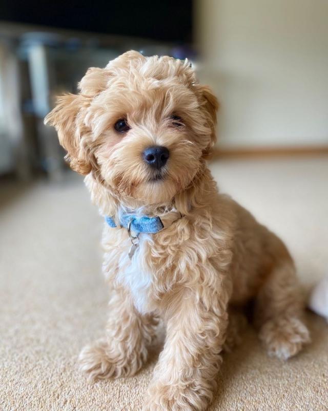 maltipoo puppies for adoption (ketifine519@gmail.com) Image eClassifieds4u