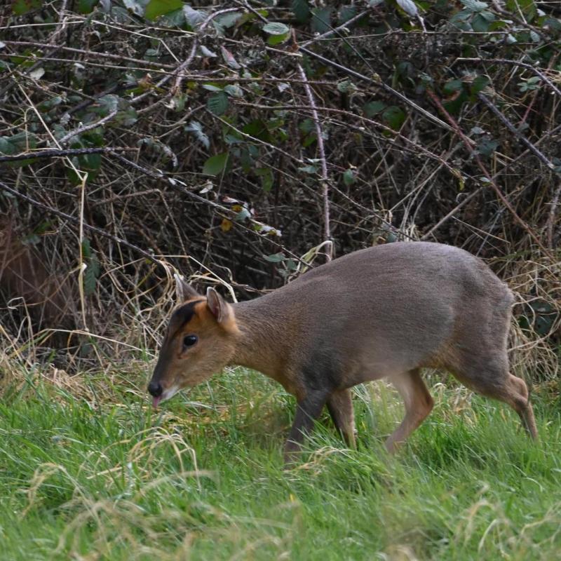 muntjac deer male and female available Image eClassifieds4u