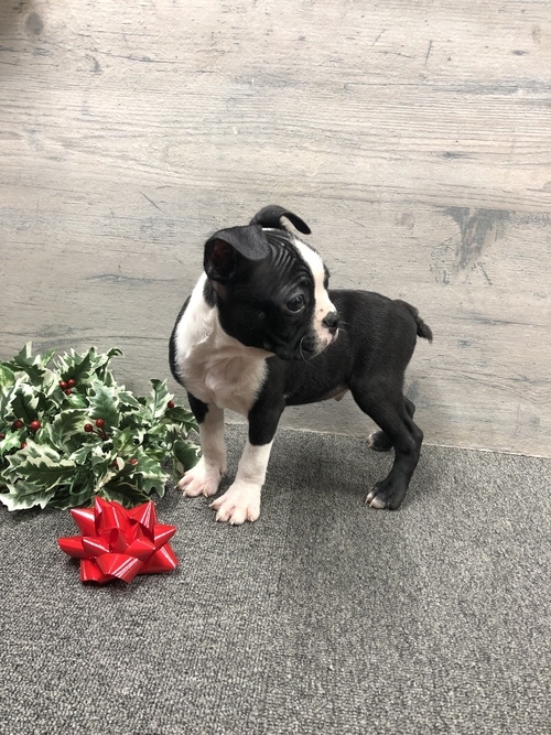 Purebred Boston terrier Puppies ready to go Image eClassifieds4u