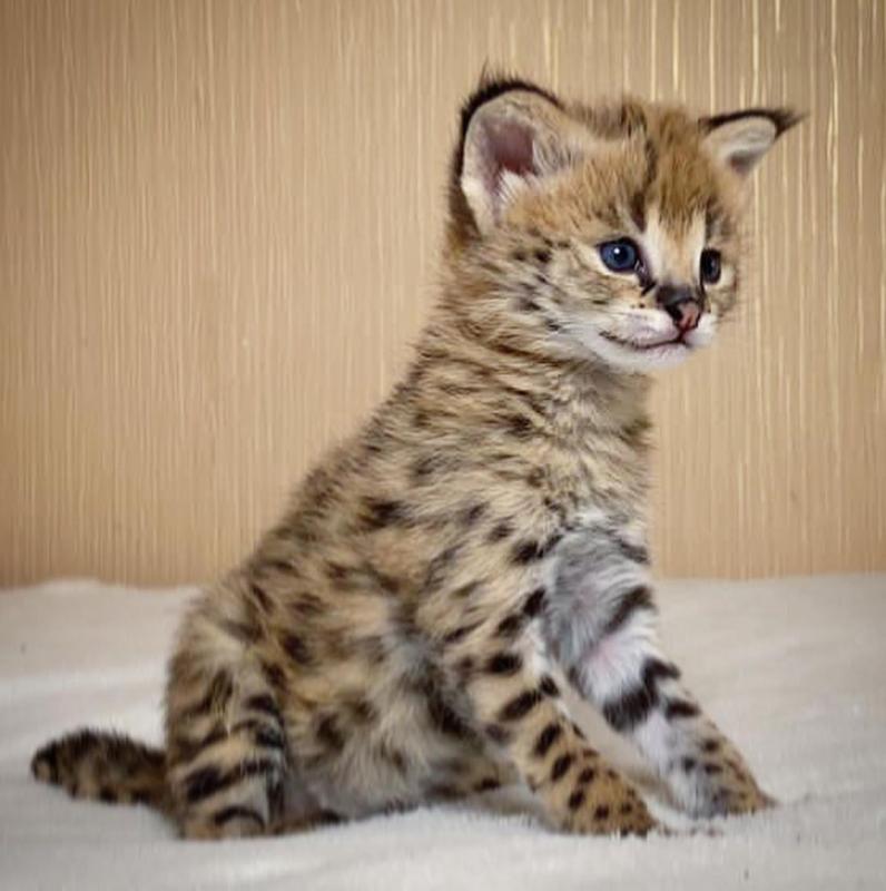 stunning serval kittens Now ready to go to their new forever homes Image eClassifieds4u