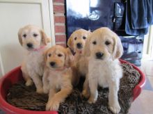 GoldenDoodle Puppies available