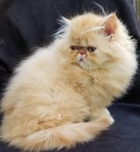 PERSIAN KITTENS AVAILABLE tOP QUALITY