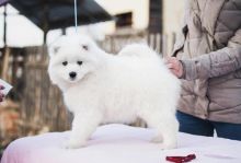 SAMOYED Puppies available Top quality