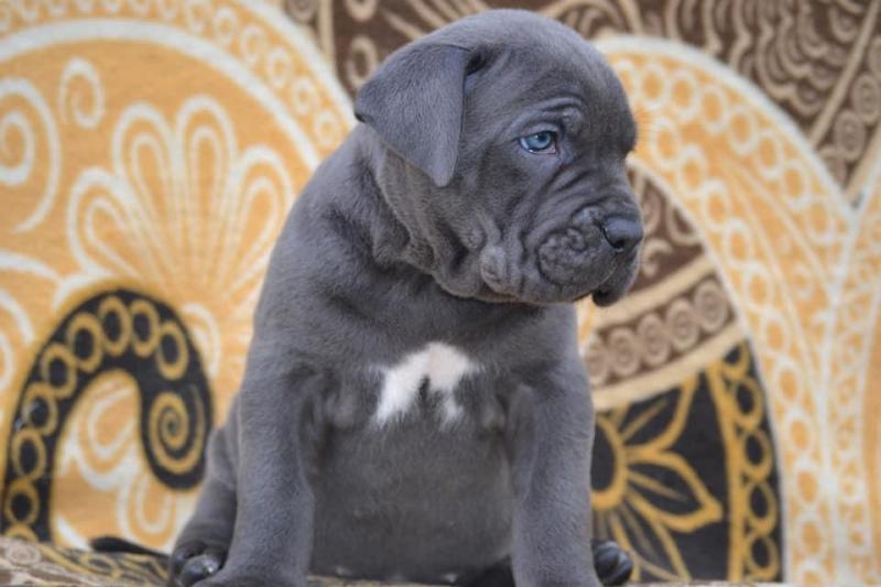 Cane Corso Puppies ready to go Pleas email me Image eClassifieds4u