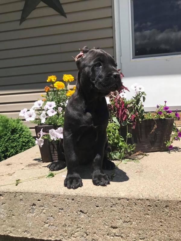 Cane Corso Puppies ready to go Pleas email me Image eClassifieds4u