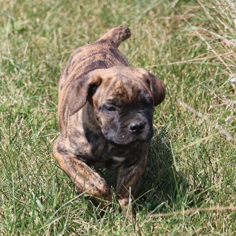 Cane Corso Puppies ready to go Pleas email me Image eClassifieds4u